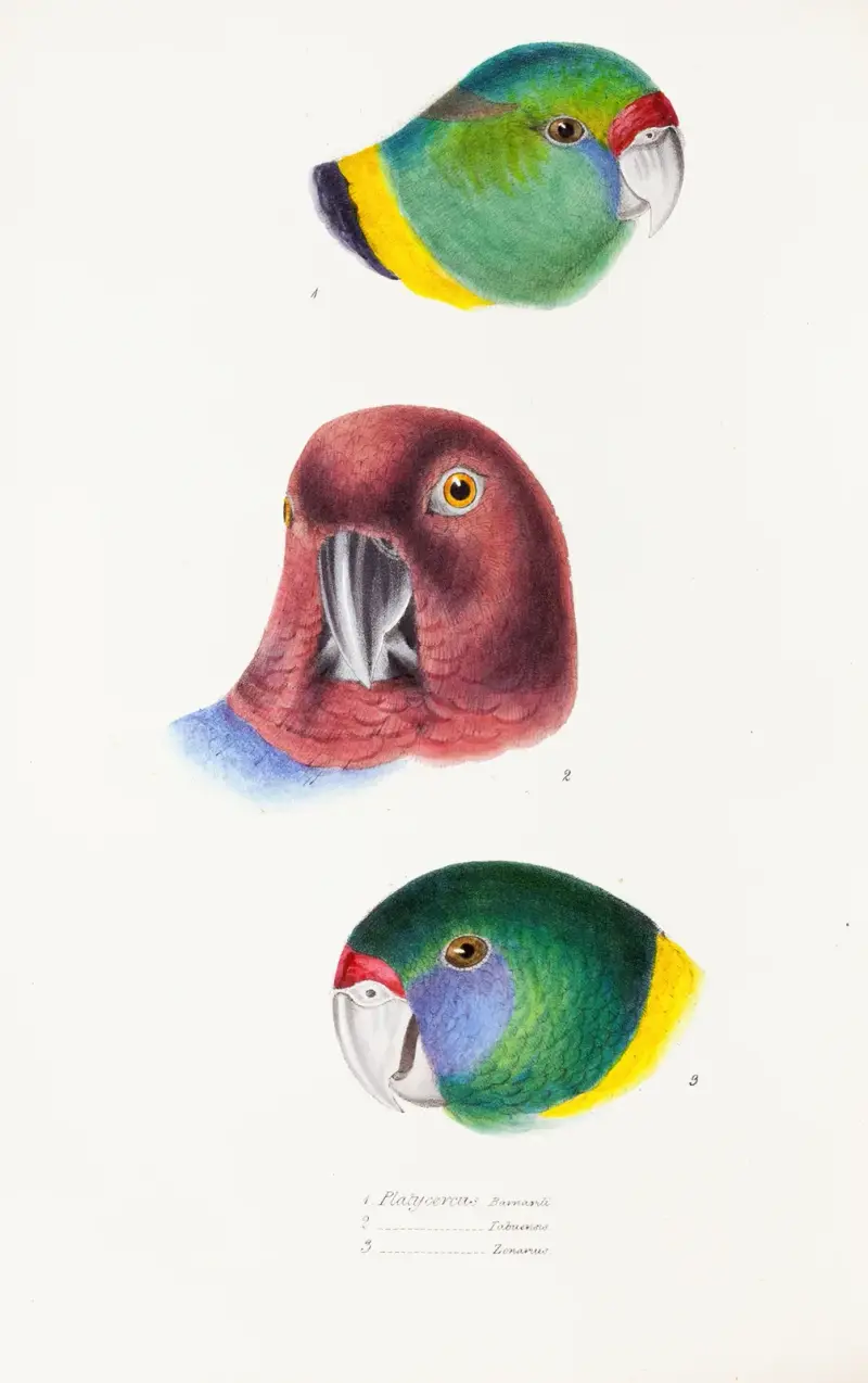 A synopsis of the birds of Australia, and the adjacent Islands Pl.66 av Elizabeth Gould