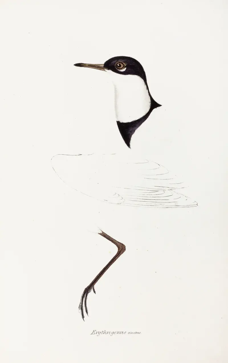 A synopsis of the birds of Australia, and the adjacent Islands Pl.73 av Elizabeth Gould