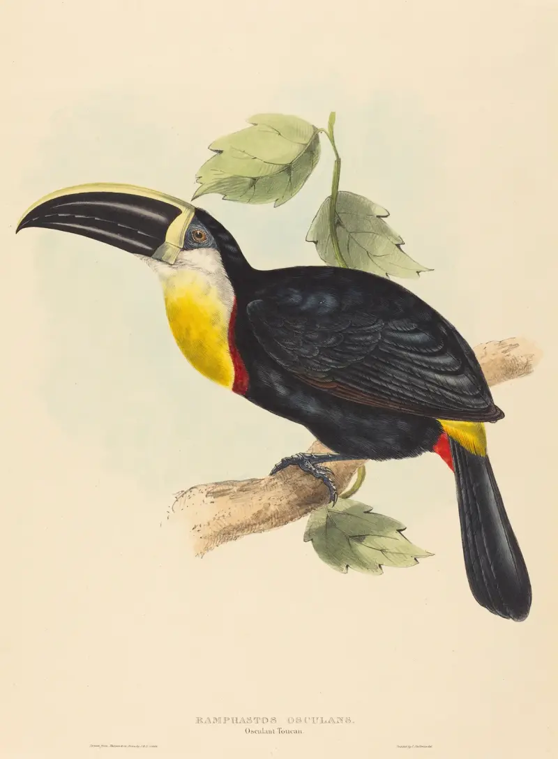 Kyssande tukan (Ramphastos osculans) av Elizabeth Gould
