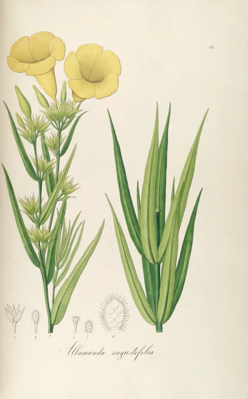Allamanda angustifolia, Johann Baptist Emanuel Pohl