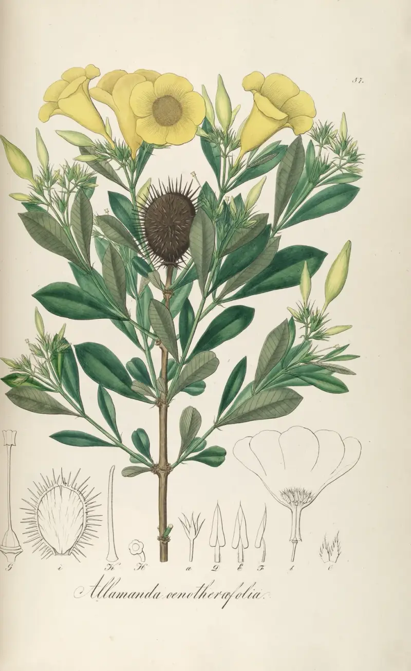 Allamanda oenotherifolia von Johann Baptist Emanuel Pohl