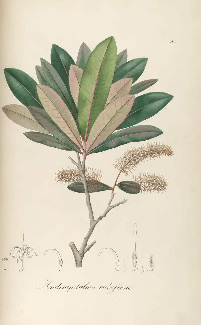 Andriapetalum rubescens av Johann Baptist Emanuel Pohl