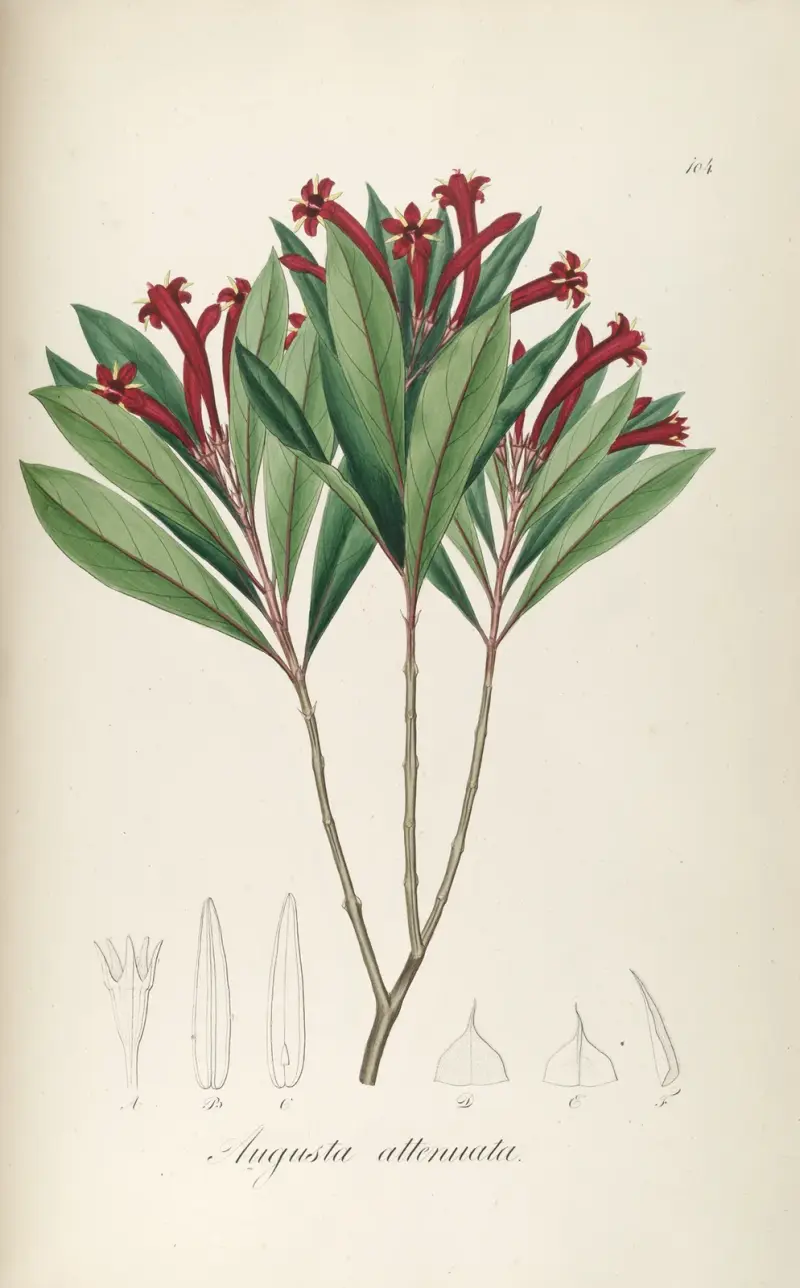 Augusta attenuata, Johann Baptist Emanuel Pohl