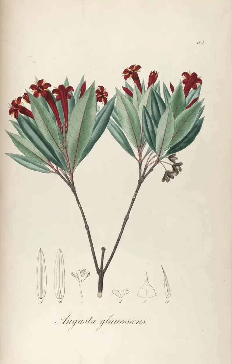 Augusta glaucescens, Johann Baptist Emanuel Pohl