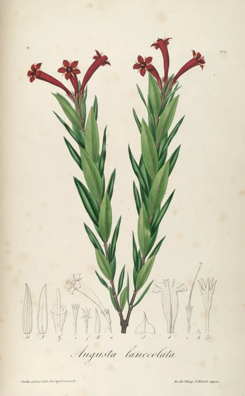 Augusta lanceolata von Johann Baptist Emanuel Pohl