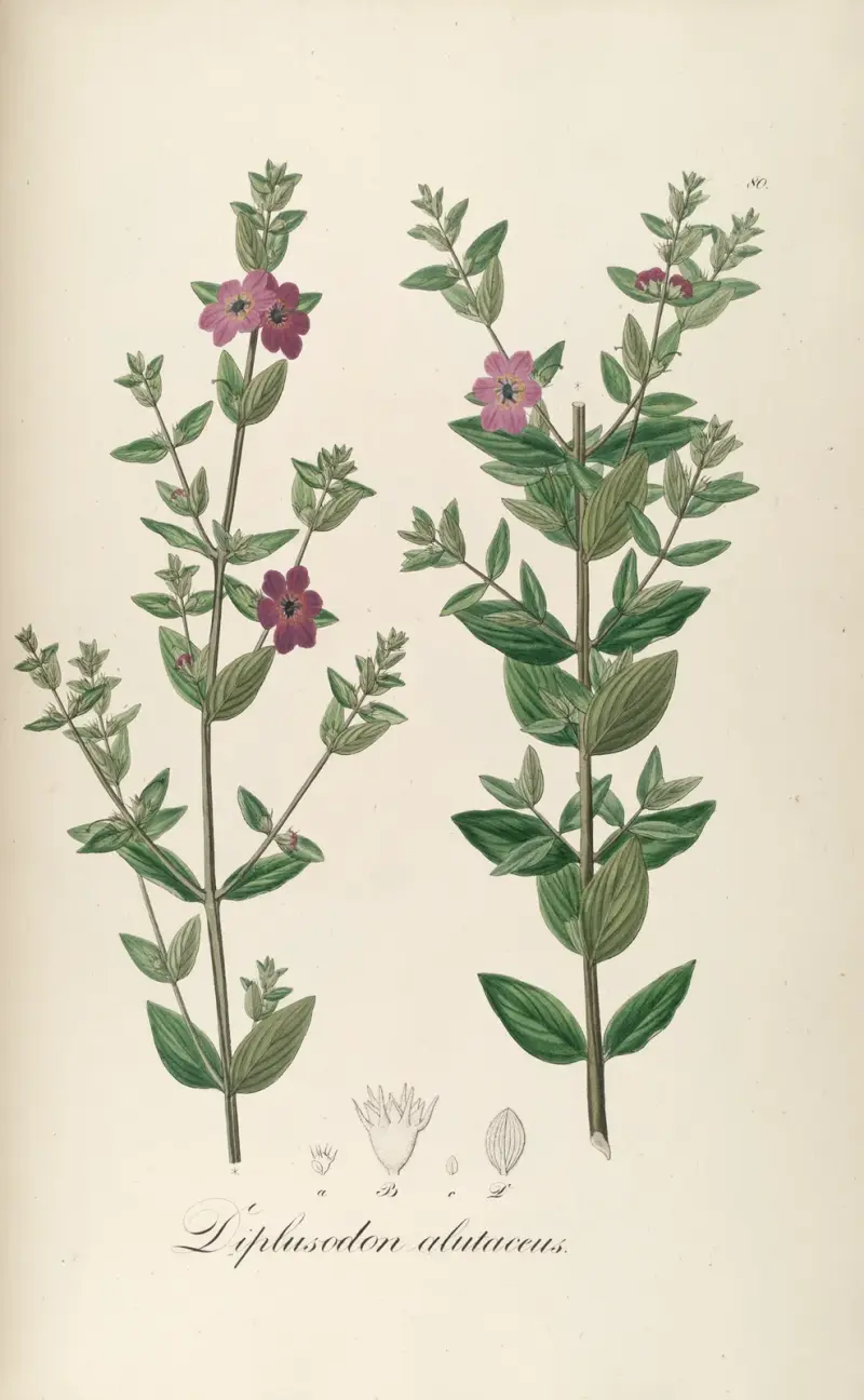 Diplusodon alutaceus, Johann Baptist Emanuel Pohl