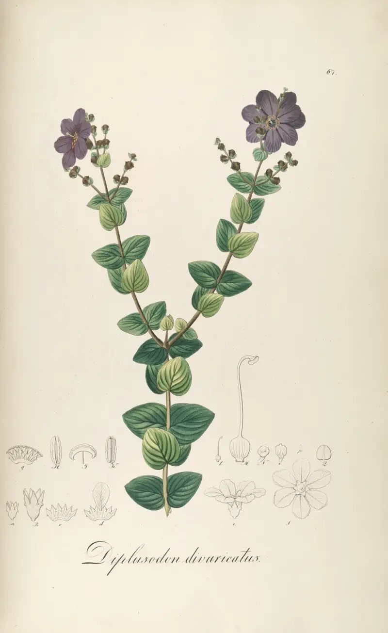 Diplusodon divaricatus, Johann Baptist Emanuel Pohl