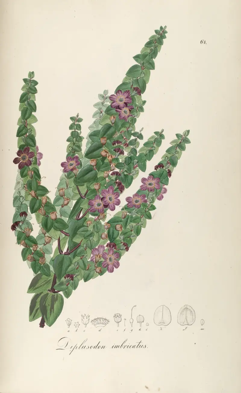 Diplusodon imbricatus von Johann Baptist Emanuel Pohl