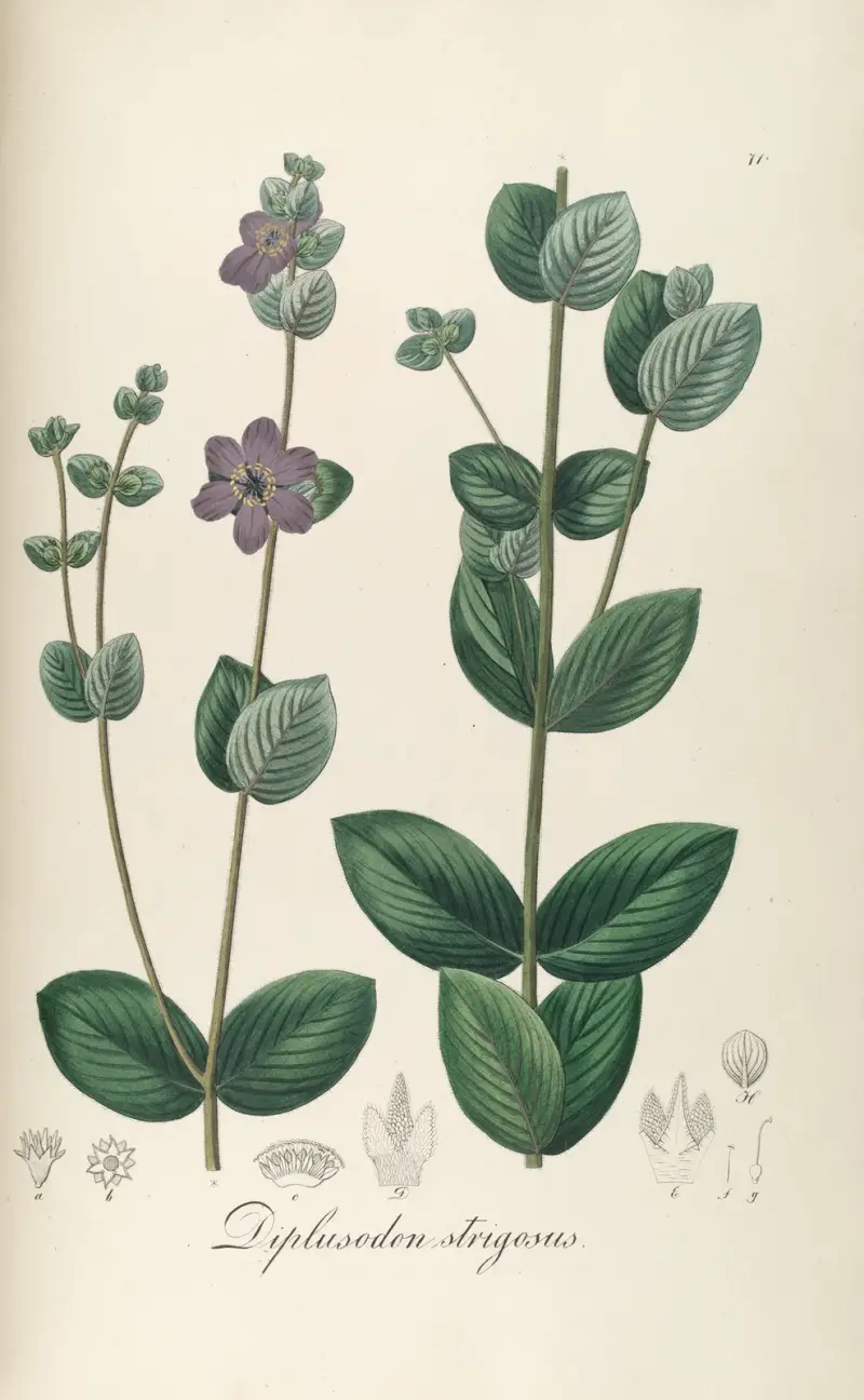 Diplusodon strigosus, Johann Baptist Emanuel Pohl