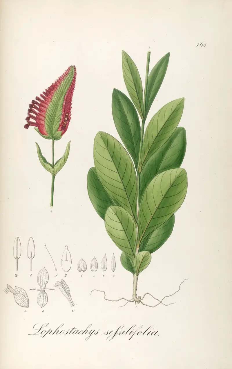 Lophostachys sessiliflora von Johann Baptist Emanuel Pohl