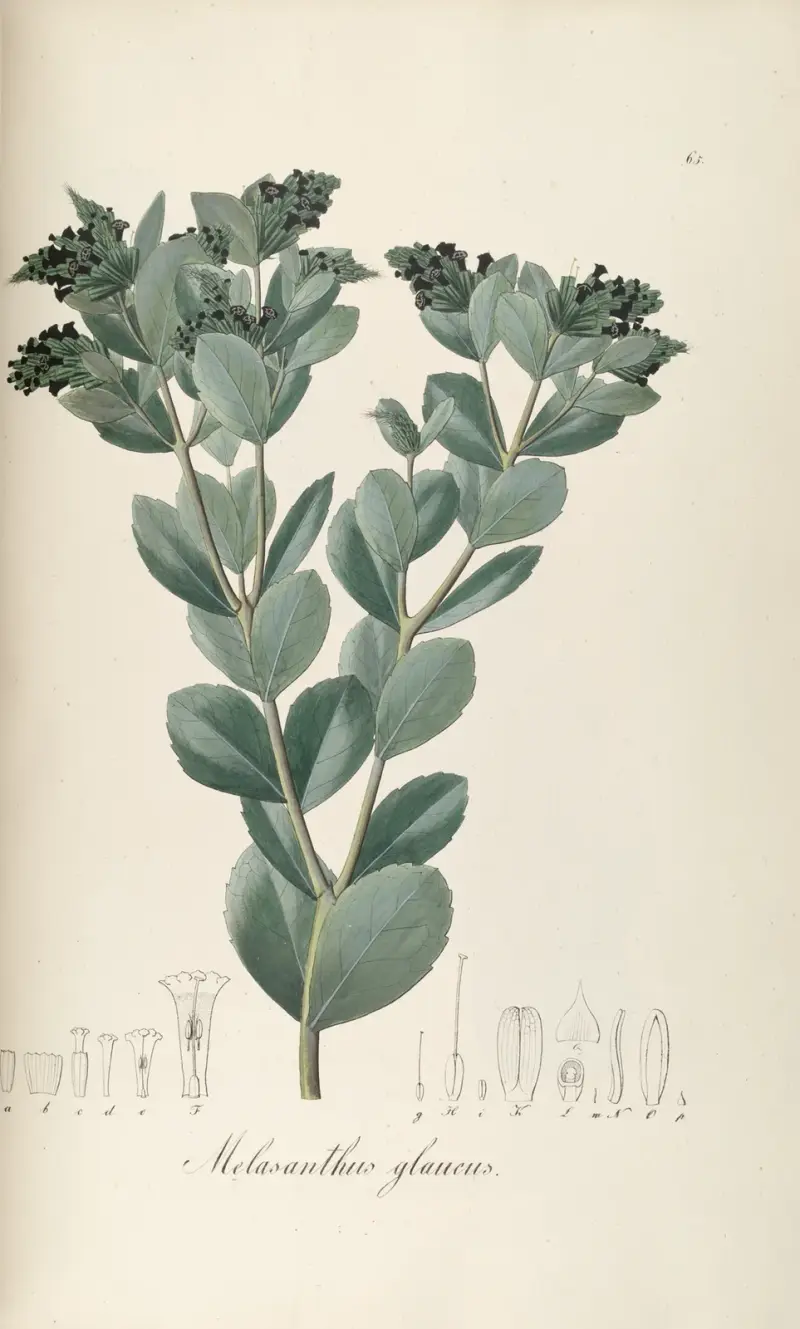 Melasanthus glaucus, Johann Baptist Emanuel Pohl
