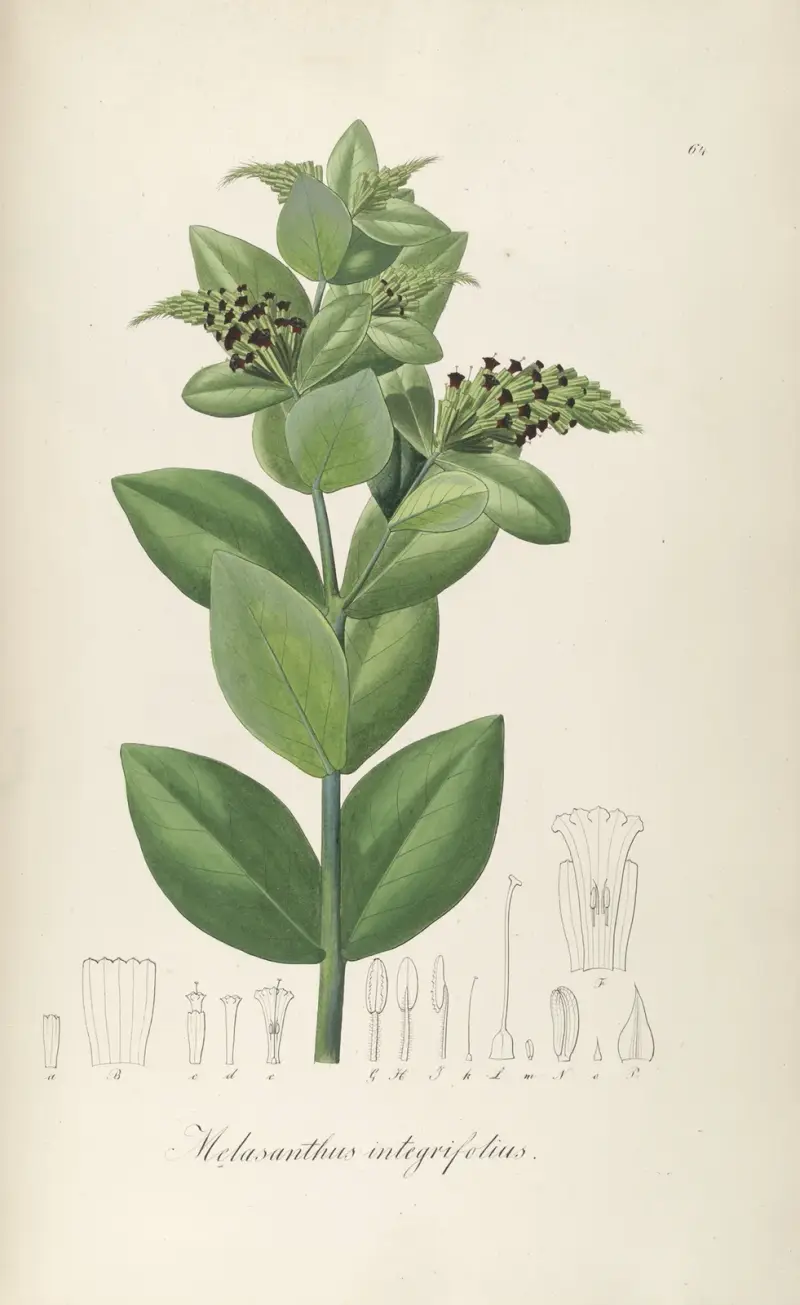 Melasanthus integrifolius von Johann Baptist Emanuel Pohl