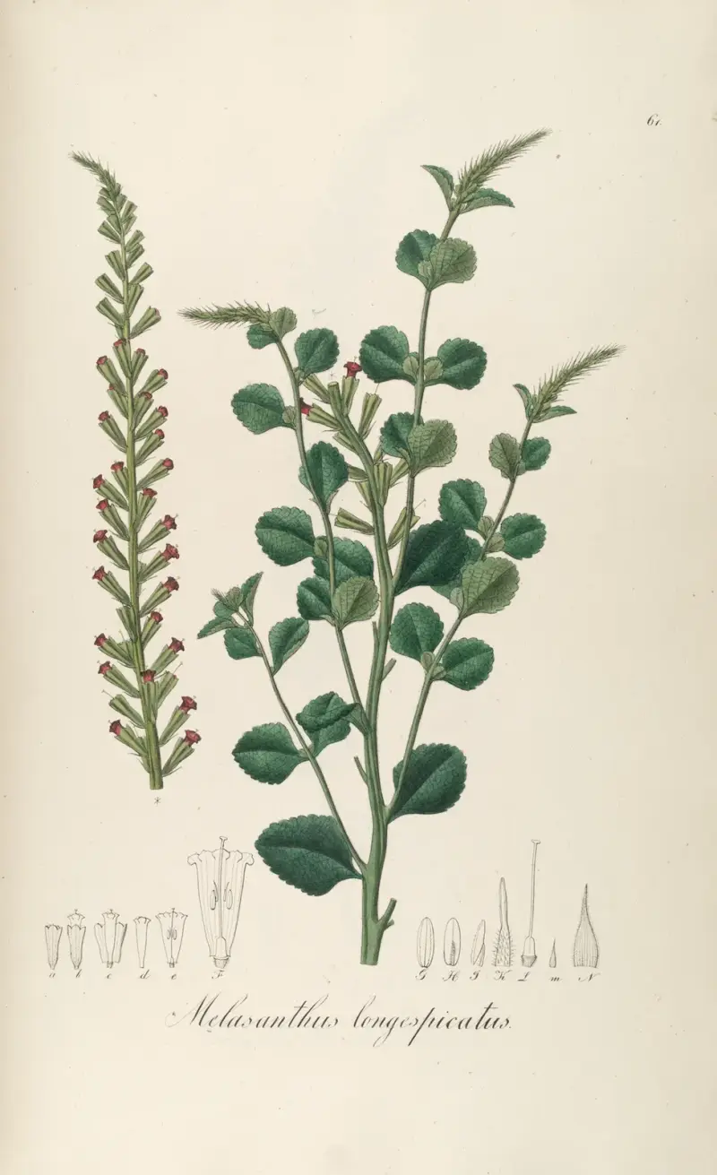 Melasanthus longespicatus von Johann Baptist Emanuel Pohl