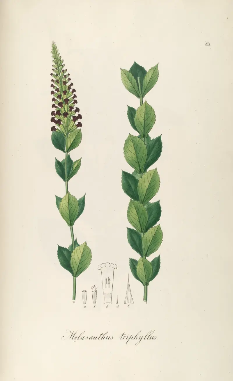 Melasanthus triphyllus von Johann Baptist Emanuel Pohl