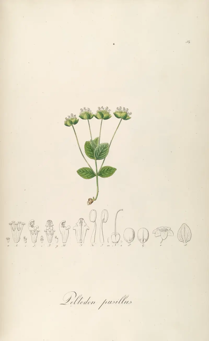 Peltodon pusillus, Johann Baptist Emanuel Pohl