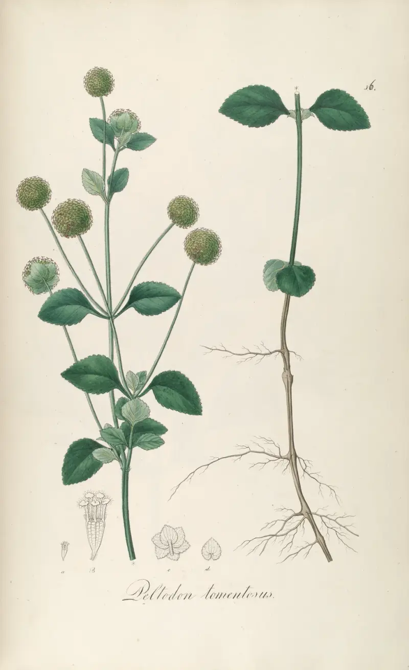 Peltodon tomentosus, Johann Baptist Emanuel Pohl