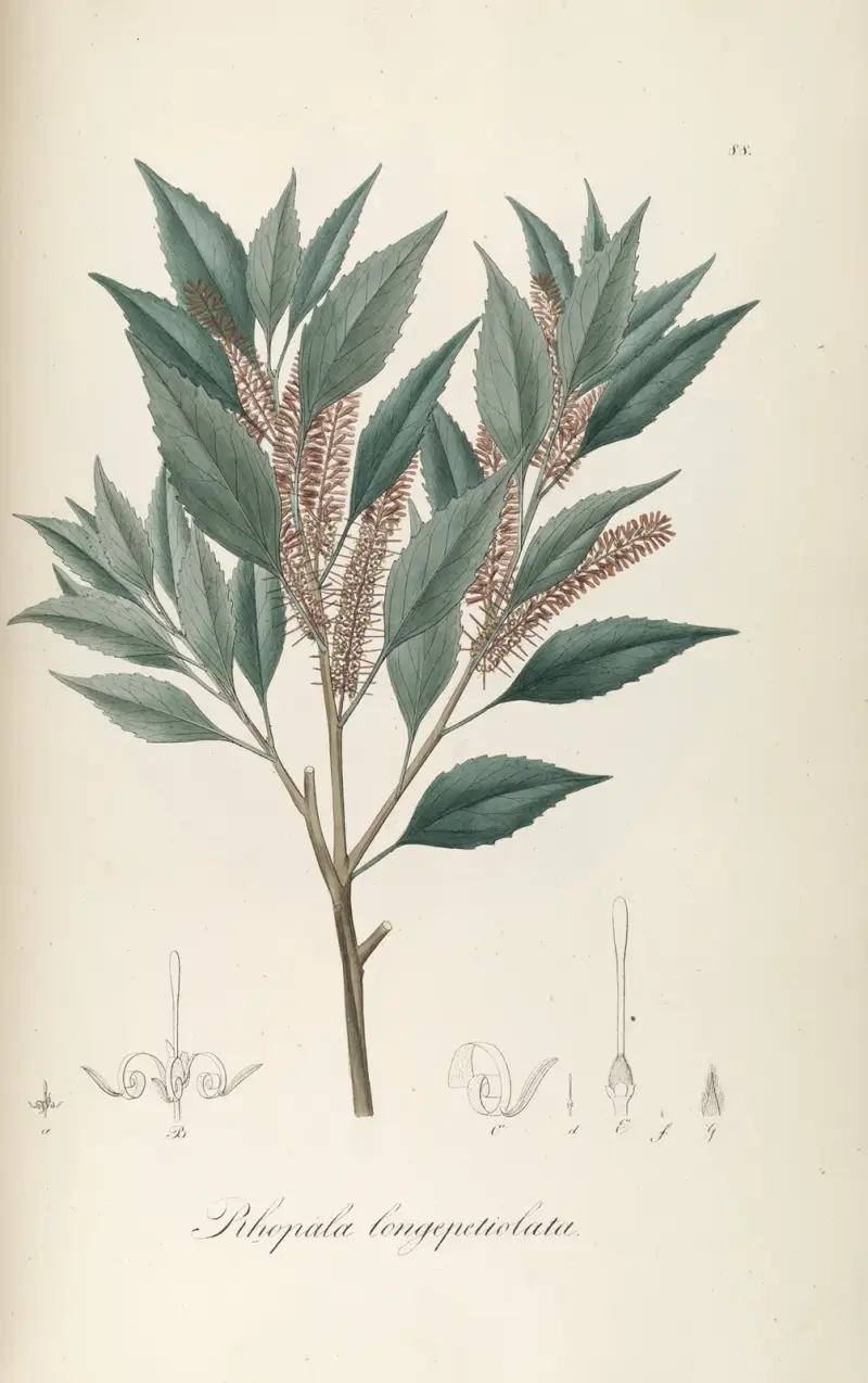 Roupala longepetiolata, Johann Baptist Emanuel Pohl