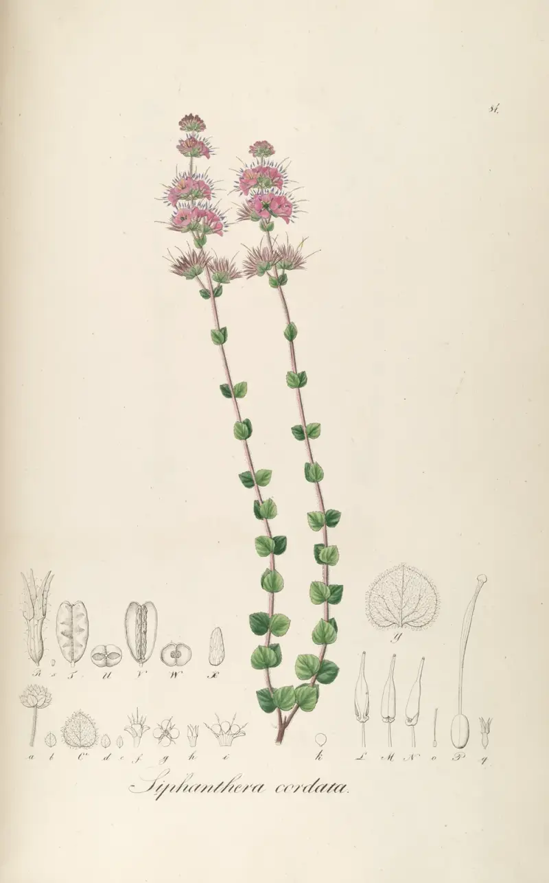 Siphanthera cordata, Johann Baptist Emanuel Pohl