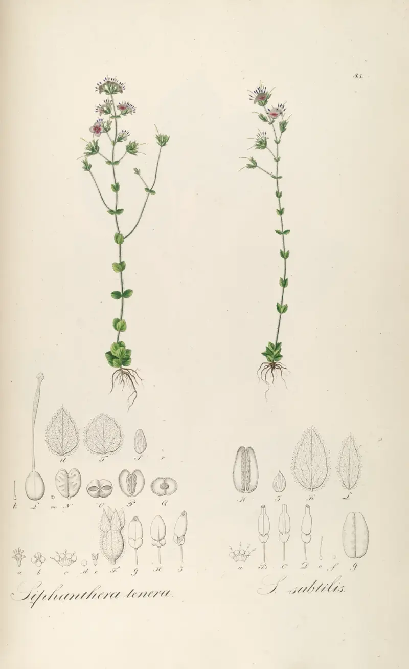 Siphanthera tenera, Siphanthera subtilis av Johann Baptist Emanuel Pohl