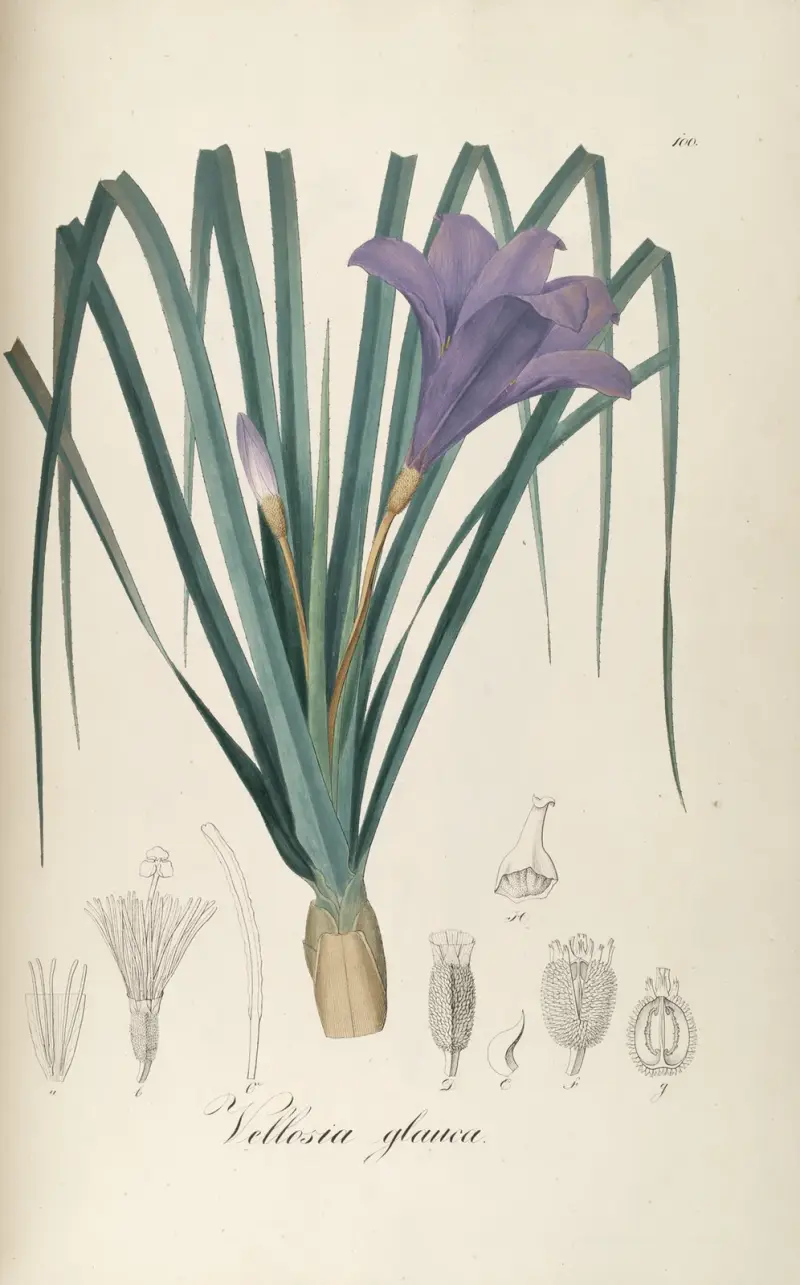 Vellozia glauca von Johann Baptist Emanuel Pohl