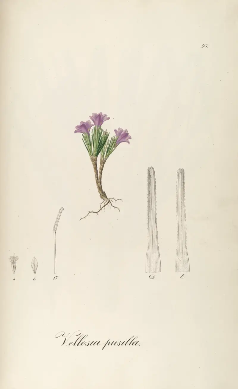 Vochysia pumila, 1827 – Nr. 2 von Johann Baptist Emanuel Pohl