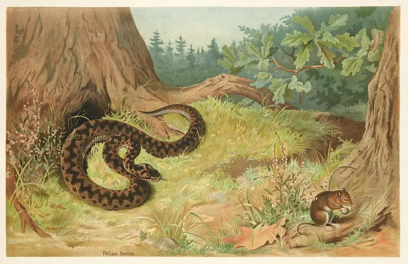 Żmija, Emil Schmidt