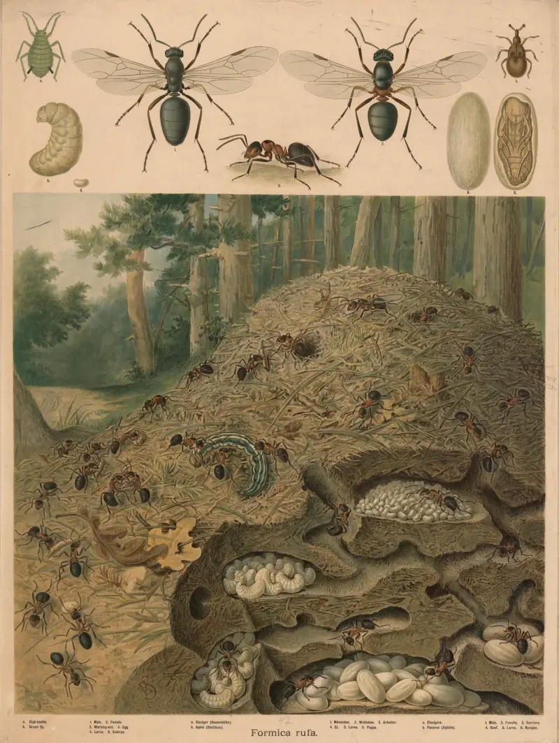 Mraveniště, Emil Schmidt