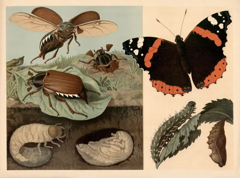 Chrabąszcz i motyl, Emil Schmidt