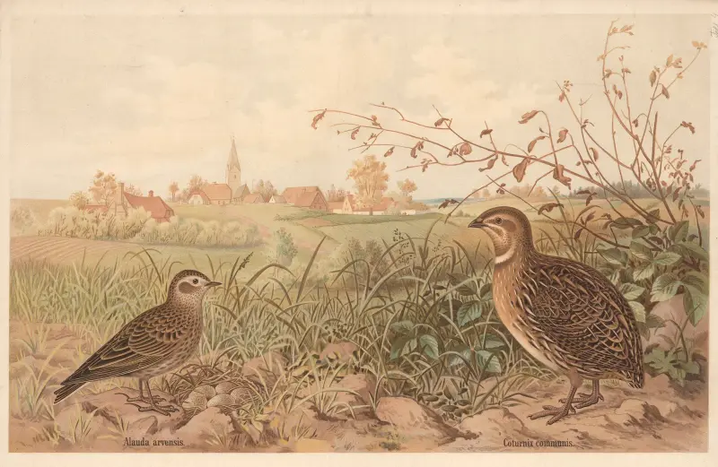 Gemeine Wachtel (Coturnix communis) von Emil Schmidt