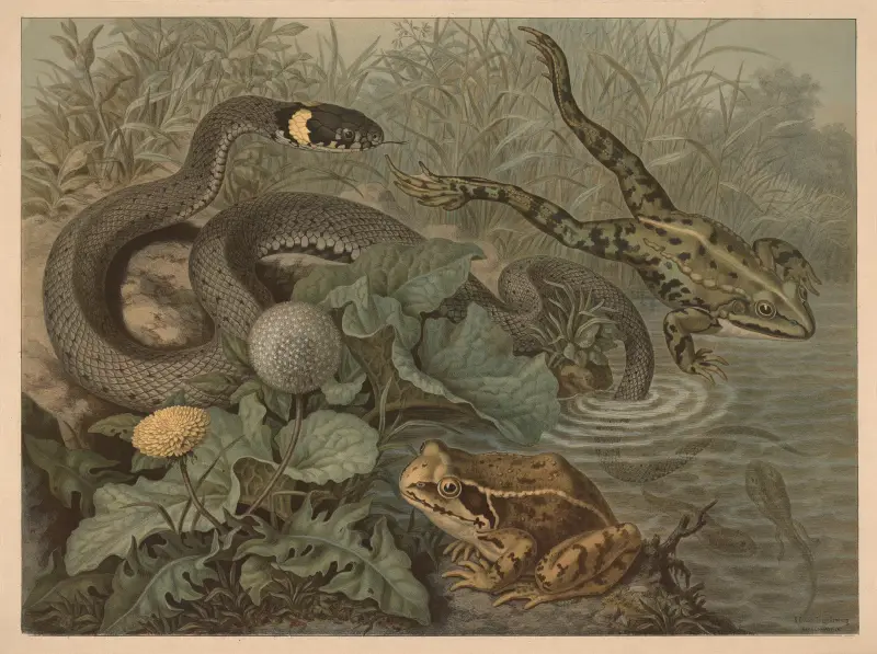 Frosch und Klapperschlange von Emil Schmidt