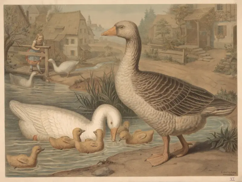 Gans von Emil Schmidt