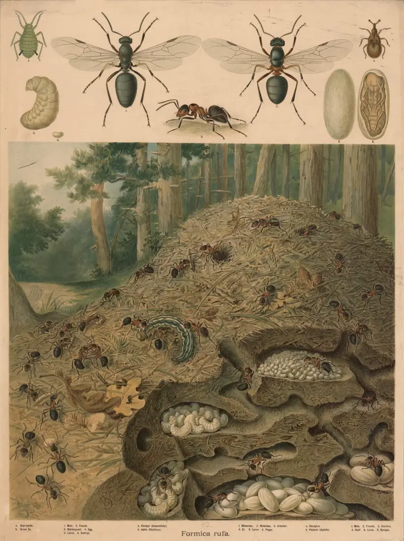 Lesní mravenec (Formica rufa), mraveniště, Emil Schmidt
