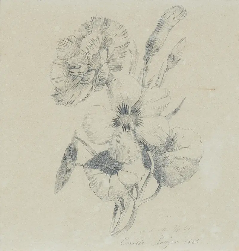 Nelkenblüten und Knospen av Emilie Preyer
