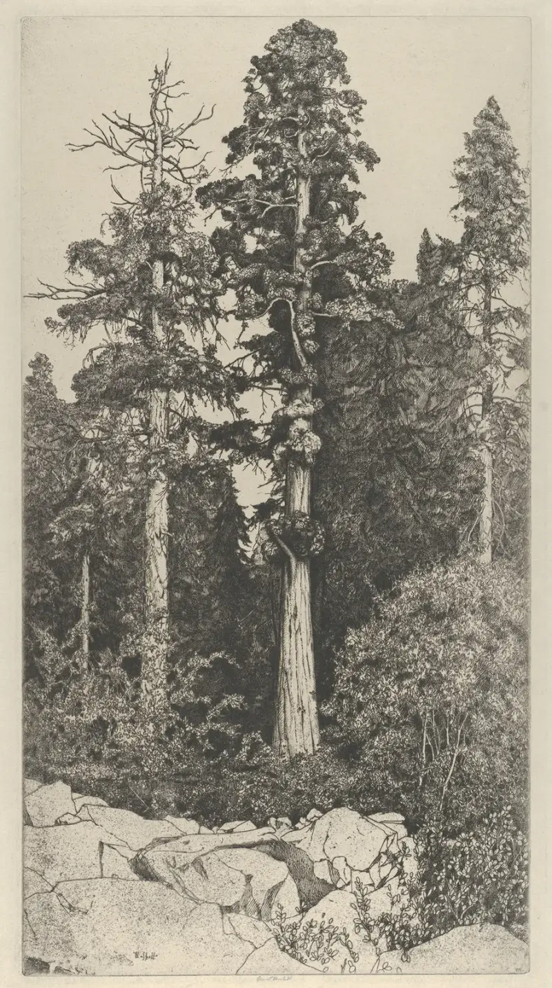 Liten sequoia av Ernest Haskell