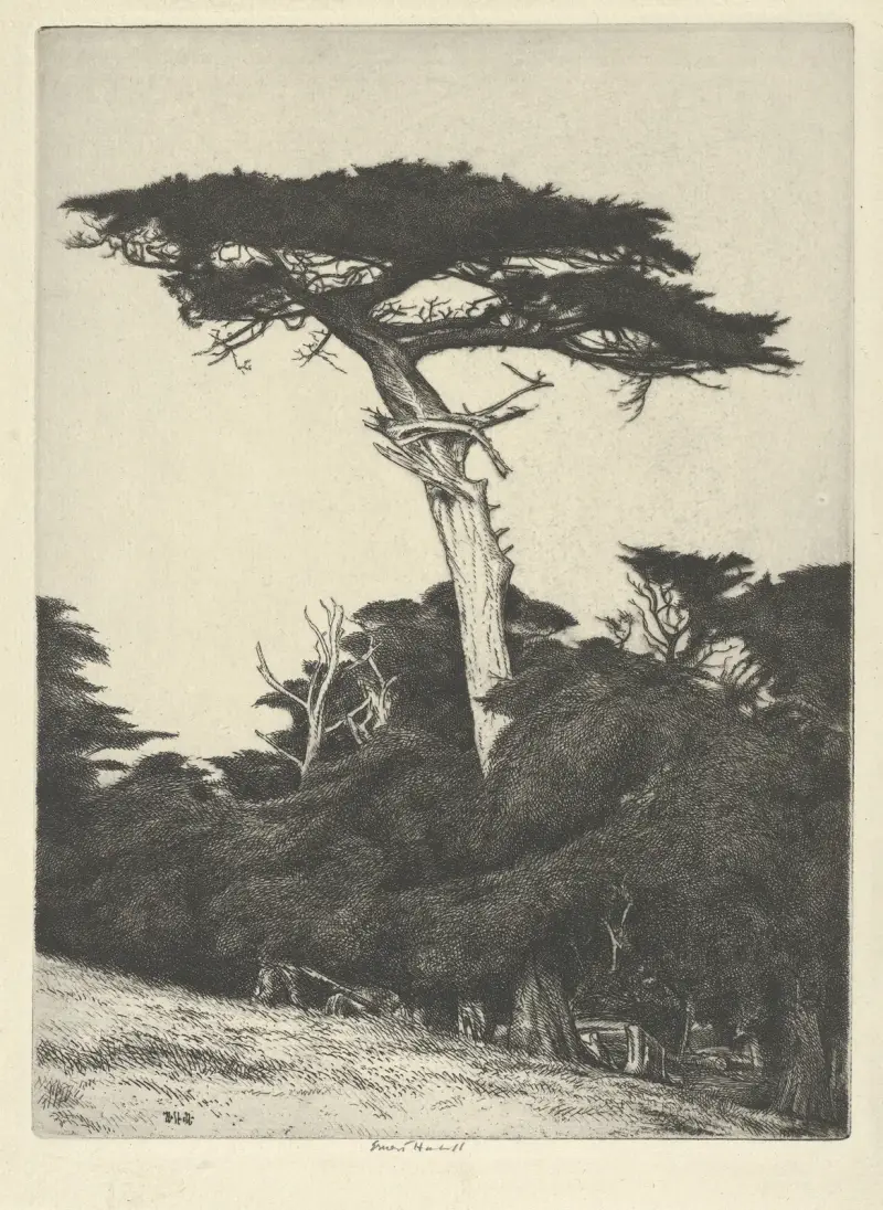 Der Parasol der Dryade von Ernest Haskell