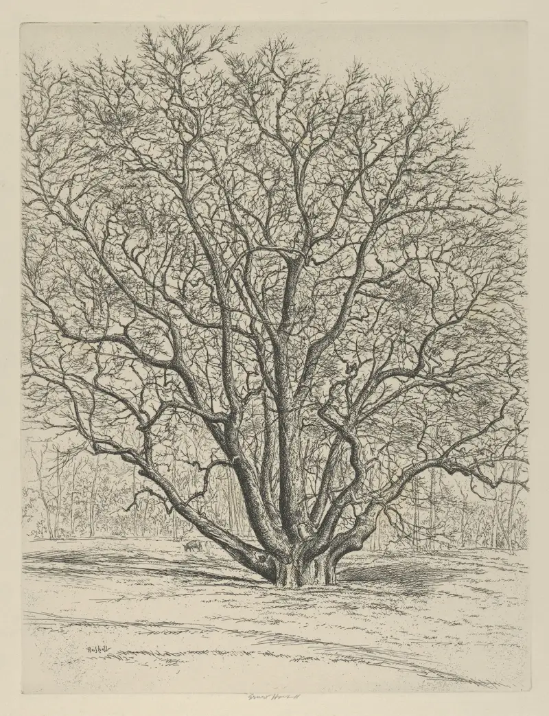 Obrovský platan, Ernest Haskell