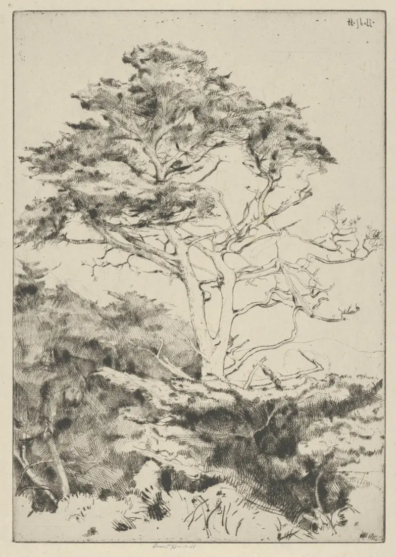 Cypress vid Point Lobos av Ernest Haskell