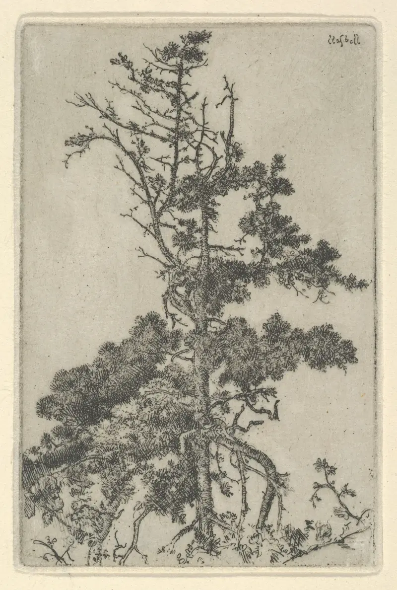Tree Top av Ernest Haskell