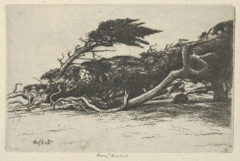 Vindböjd cypress av Ernest Haskell