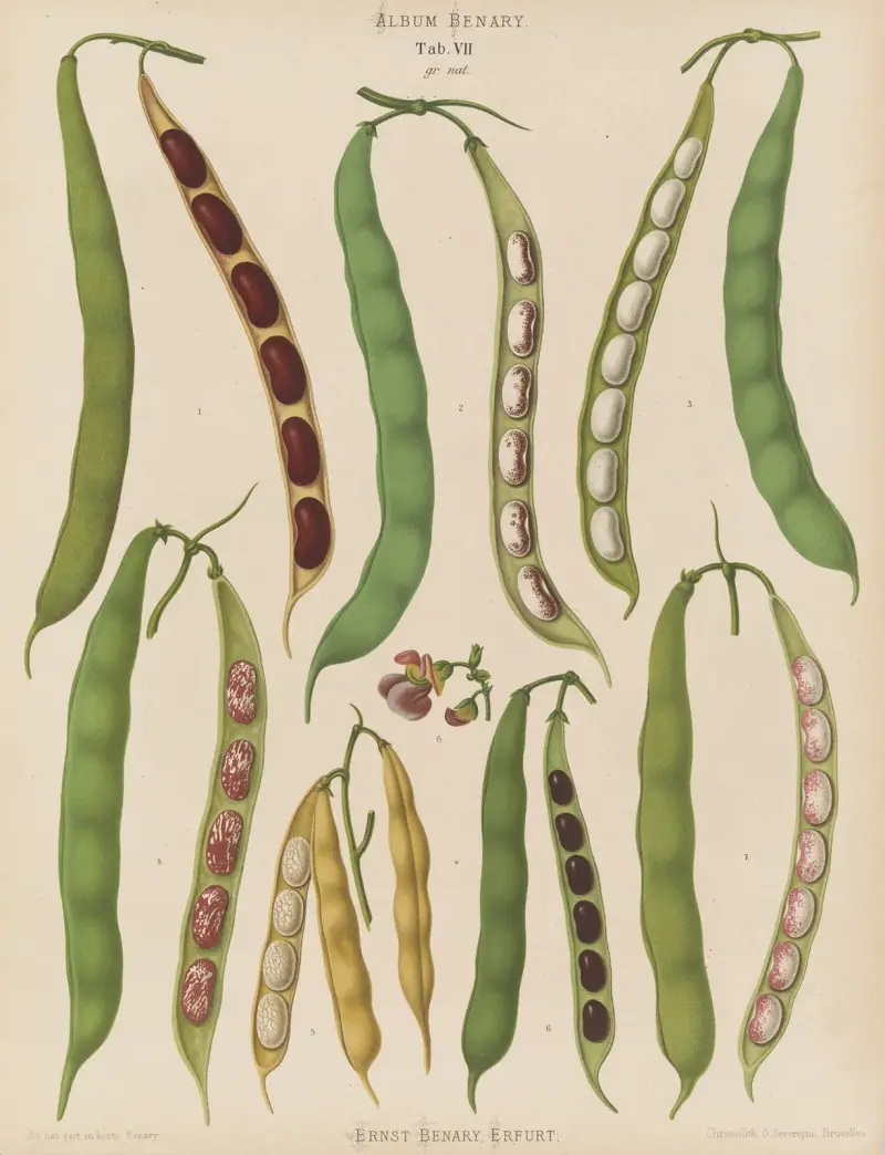 Beans – Dwarf French, Kidney, or Snap av Ernst Benary