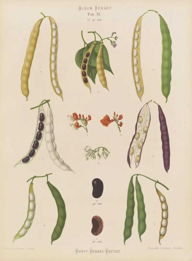 Beans – Runner, Tall Kidney, or Pole av Ernst Benary