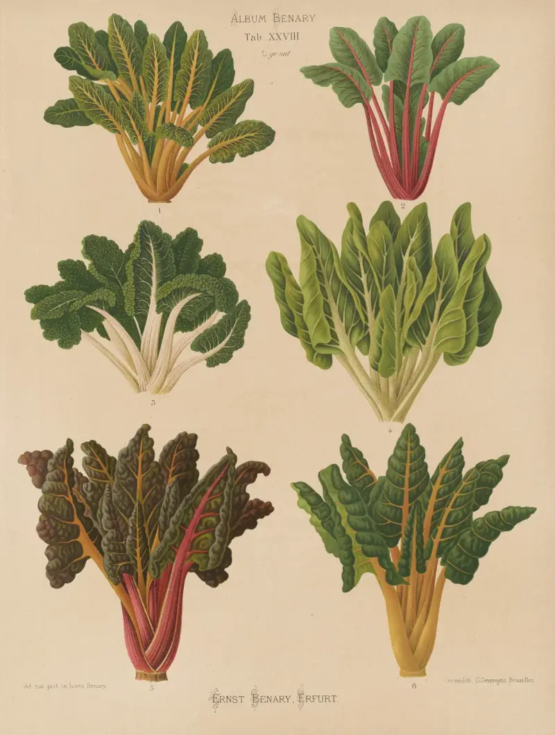 Rote Bete oder Mangold von Ernst Benary