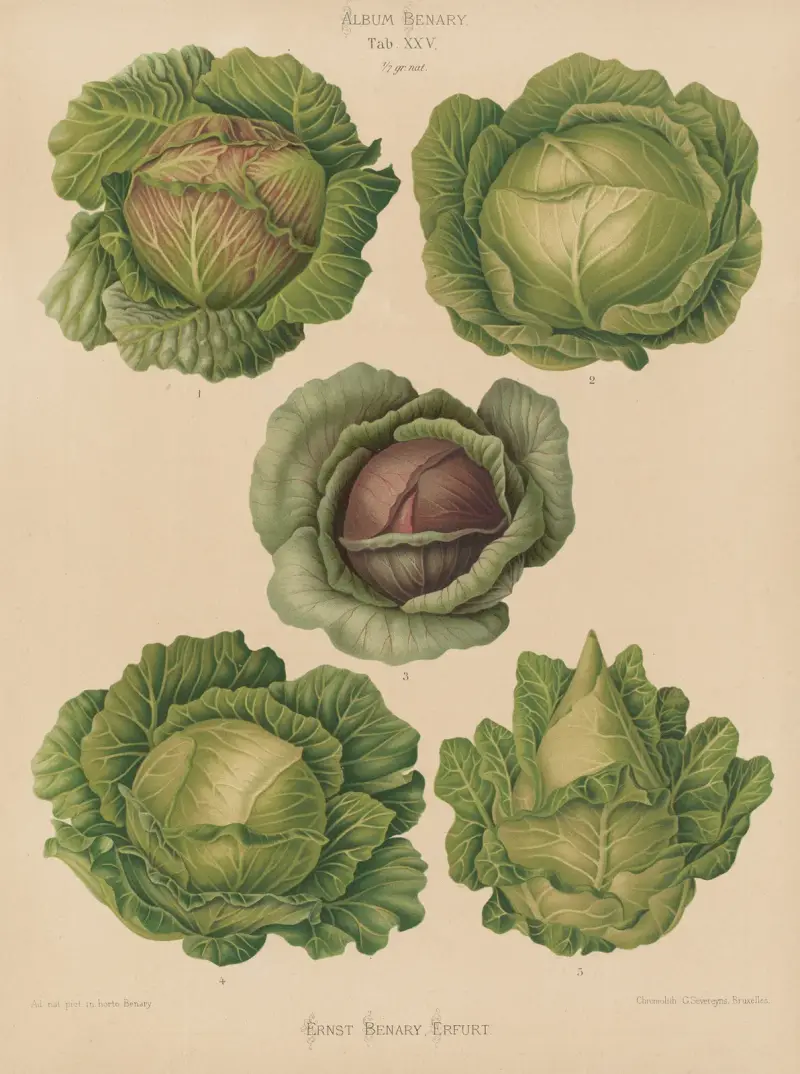 Zelí, 1876 – Nr. 2, Ernst Benary