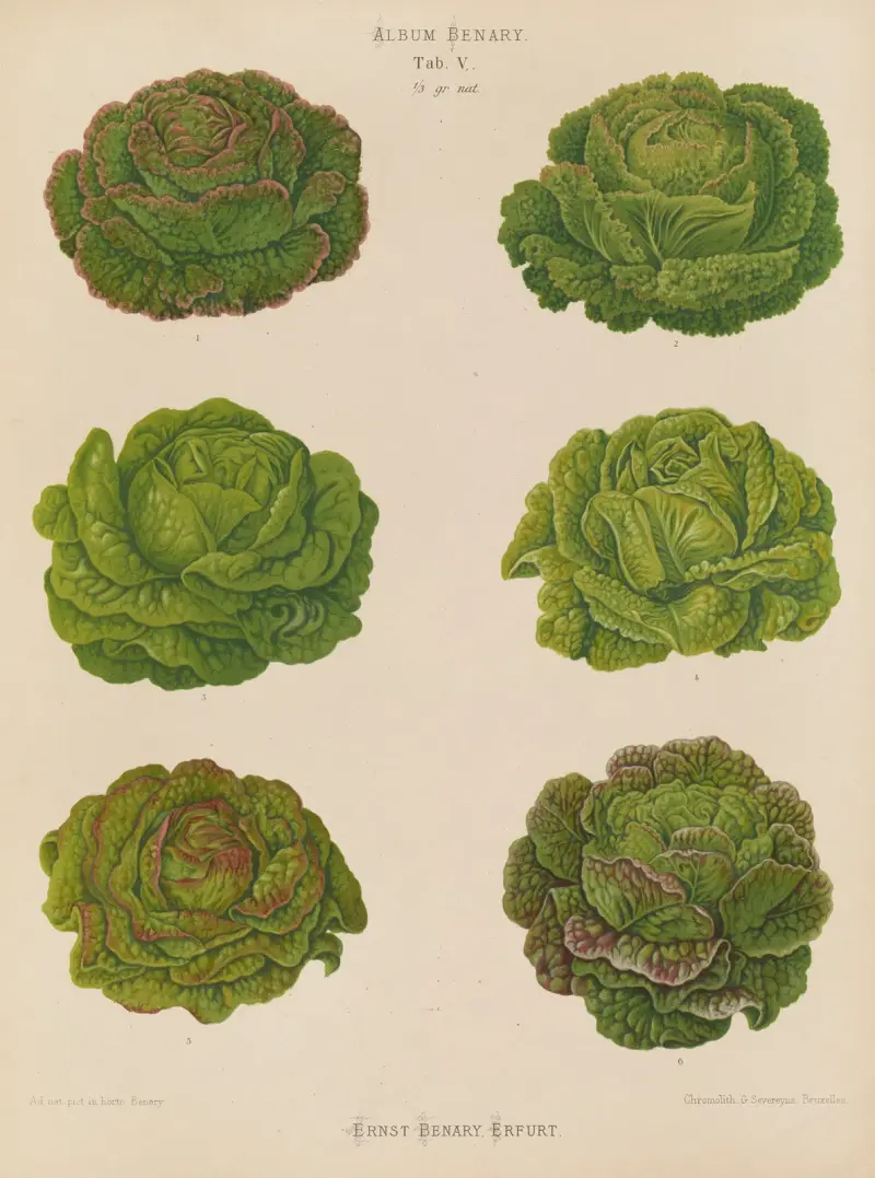 Salate – Kohlsorten, 1876 – Nr. 2 von Ernst Benary