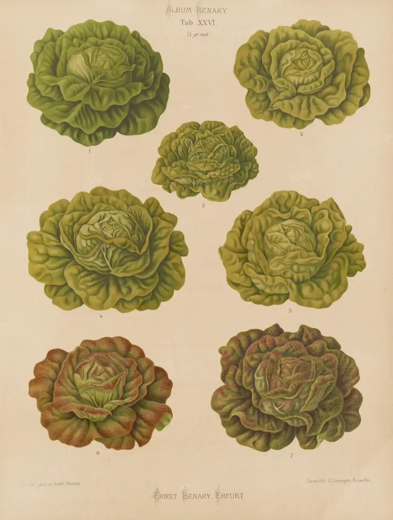 Salate – Kohlsorten, 1876 – Nr. 3 von Ernst Benary