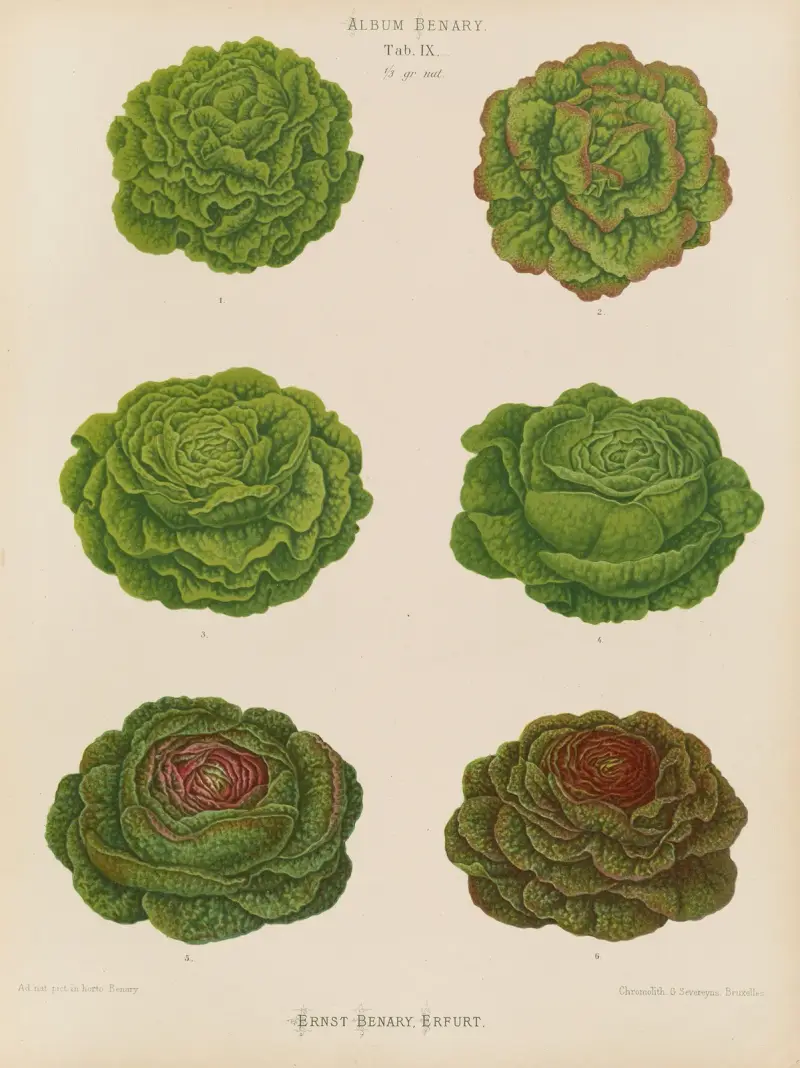 Salate – Kohlsorten, 1876 – Nr. 1 von Ernst Benary