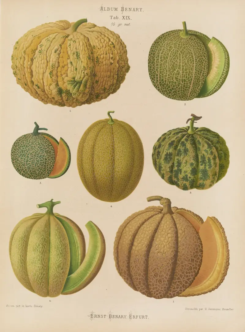 Melouny, 1876, Ernst Benary