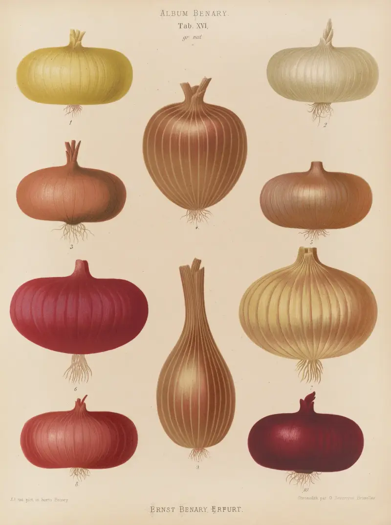 Zwiebel von Ernst Benary