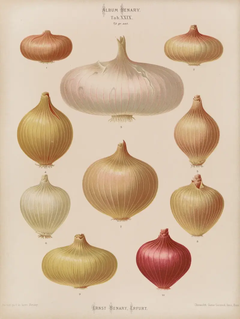 Zwiebeln, 1876 – Nr. 2 von Ernst Benary