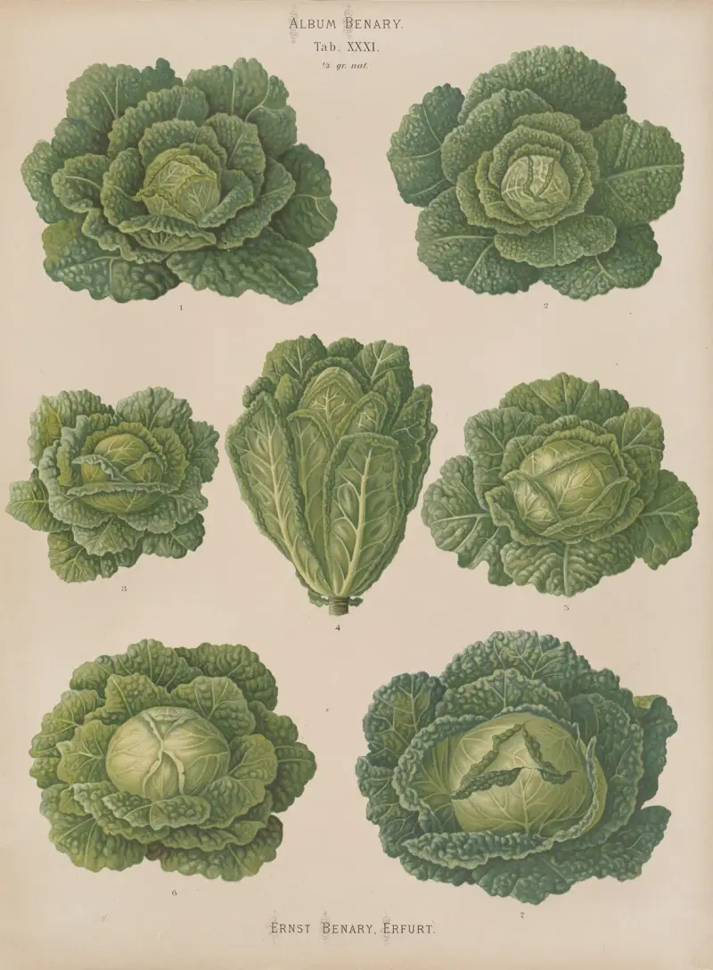 Kapusta włoska, 1876 – Nr. 2, Ernst Benary